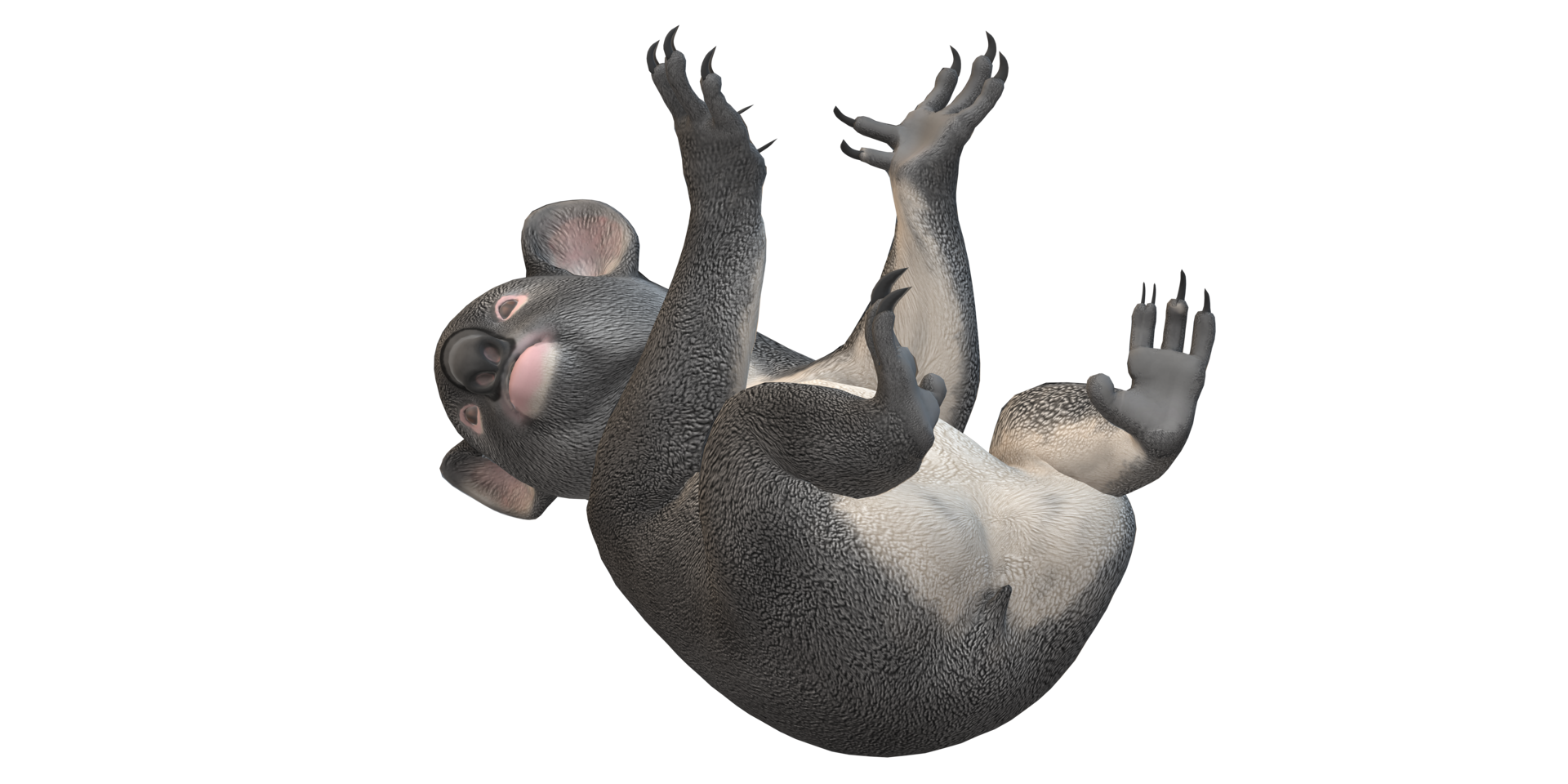 Koala Bär isoliert auf ein transparent Hintergrund png