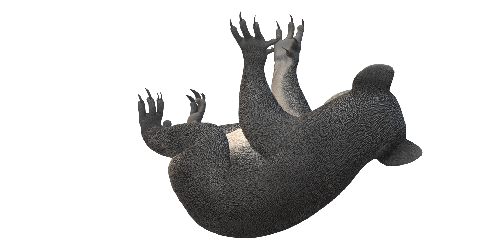 Koala Bear isolated on a Transparent Background png