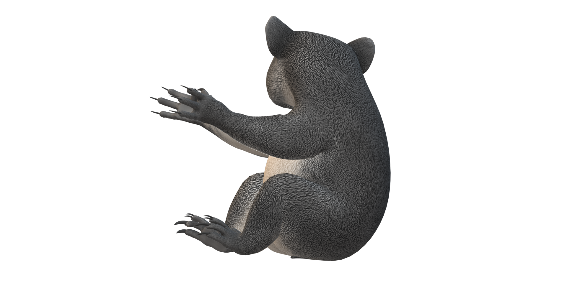 Koala Bär isoliert auf ein transparent Hintergrund png