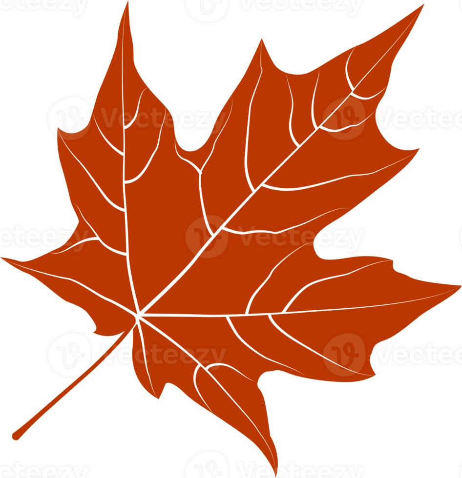 Autumn maple leaf, png file no background