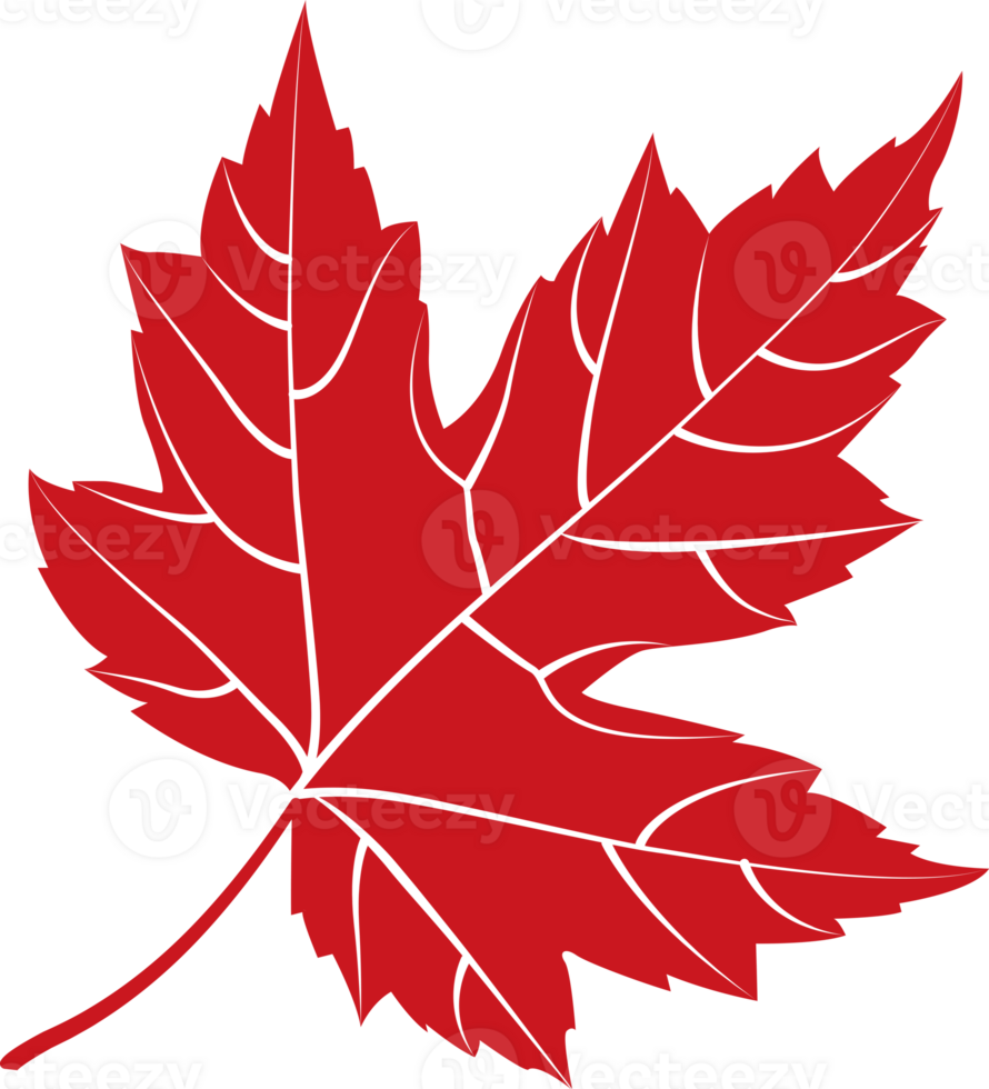 Autumn maple leaf, png file no background