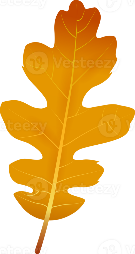 Beautiful autumn leaf, png file no background