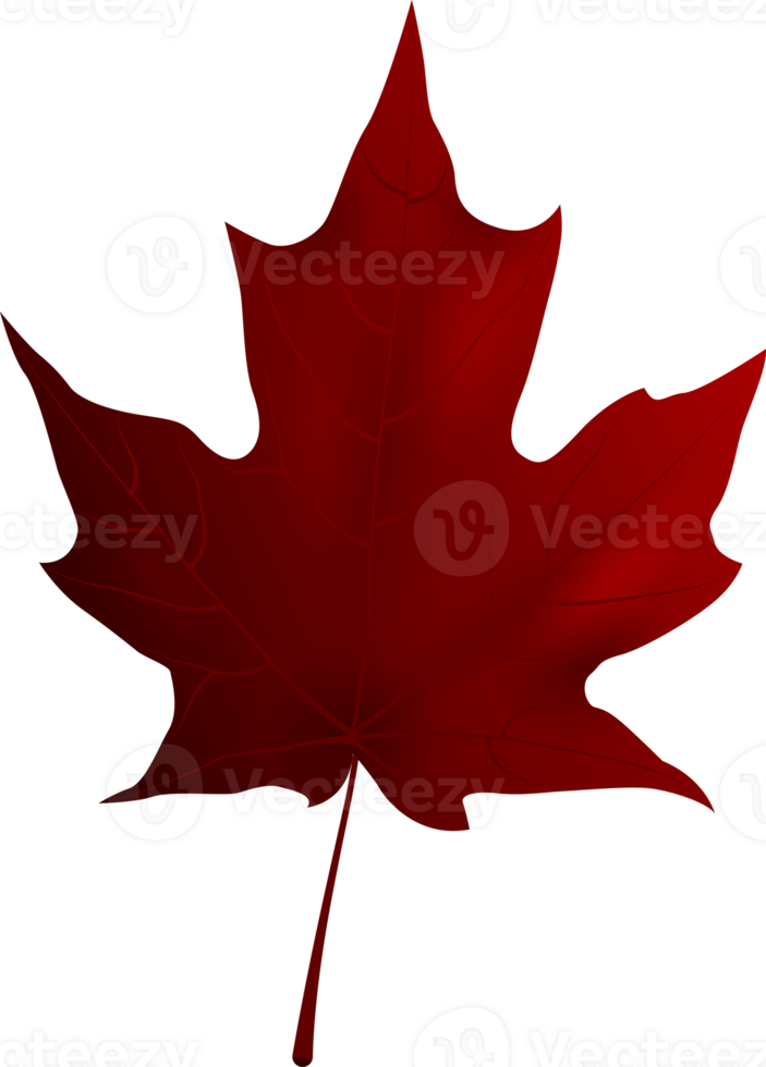 Beautiful autumn Maple leaf, png file no background
