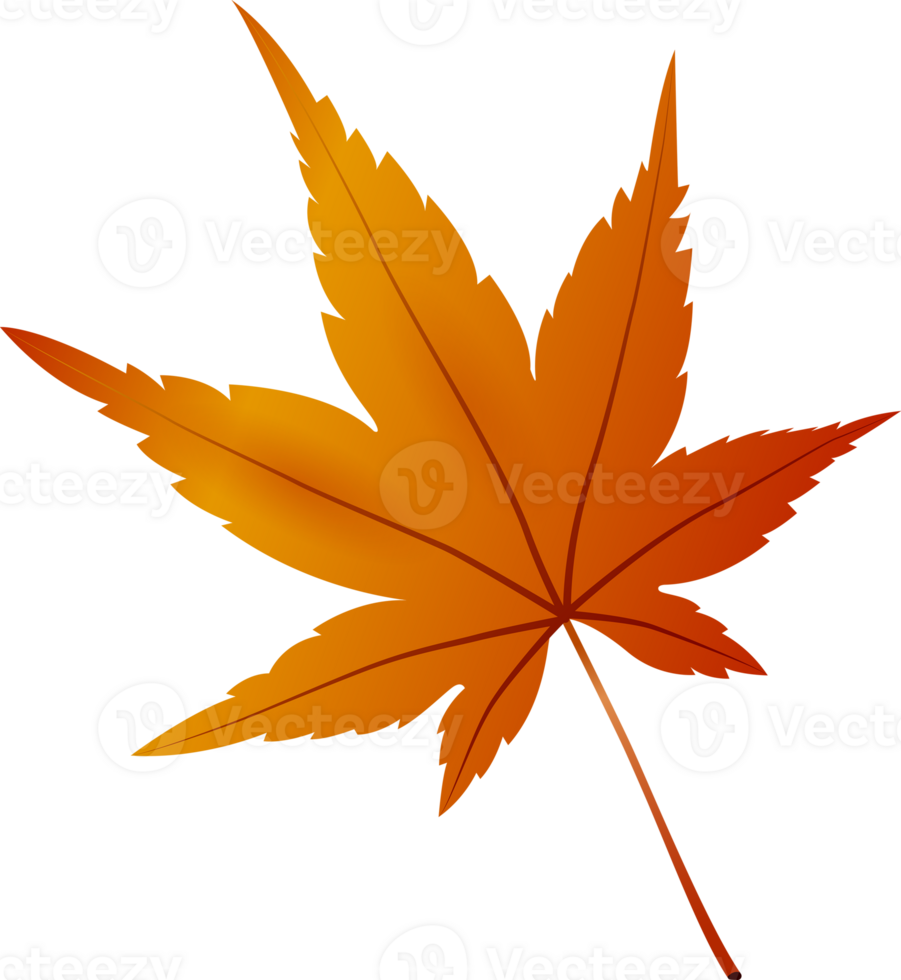 Beautiful autumn Maple leaf, png file no background