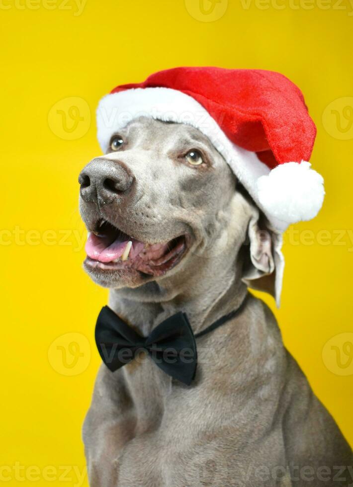 Christmas Dog Portrait photo