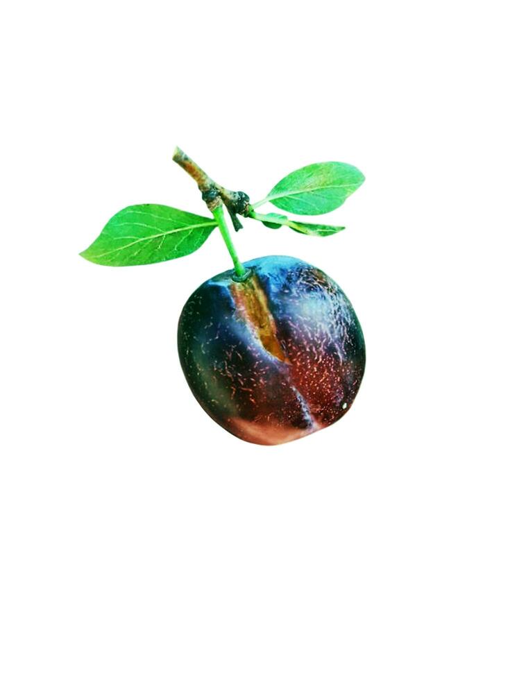Blue sweet juicy plum isolated on white background photo