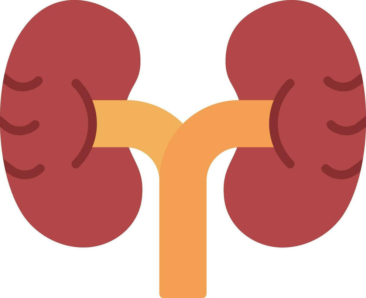 Kidney Vector Icon