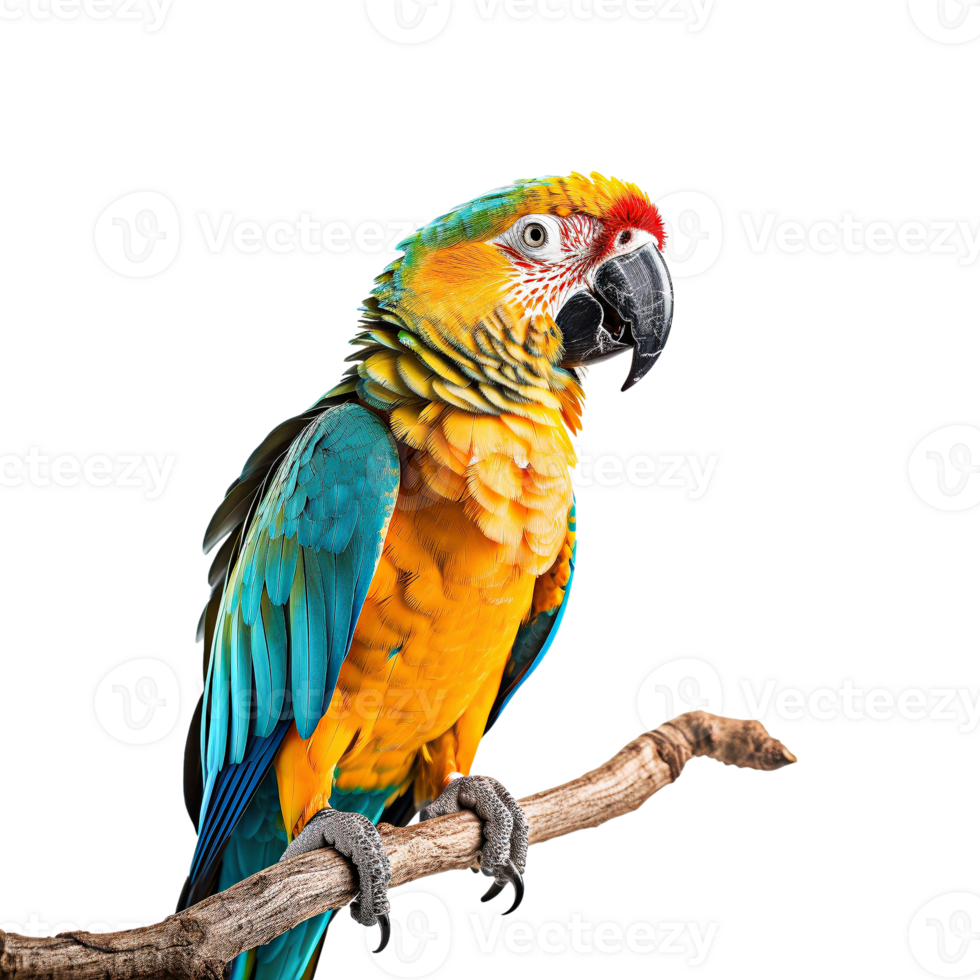 Blue and yellow macaw isolated on transparent background, created with generative AI png