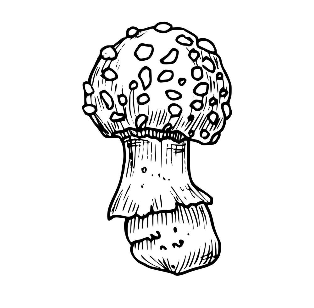 Drawing of Fly Agaric. Hand drawn vector illustration of forest psychedelic Mushroom in linear file. Engraved sketch of magic fungus painted in by black and white colors. Etching of woodland plant