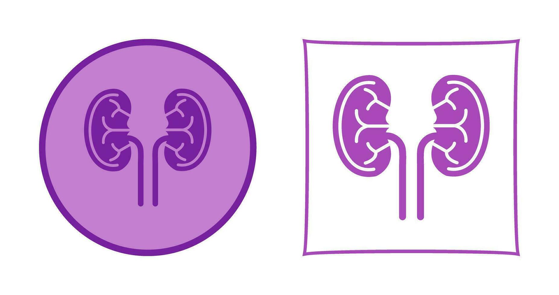 Kidney Vector Icon