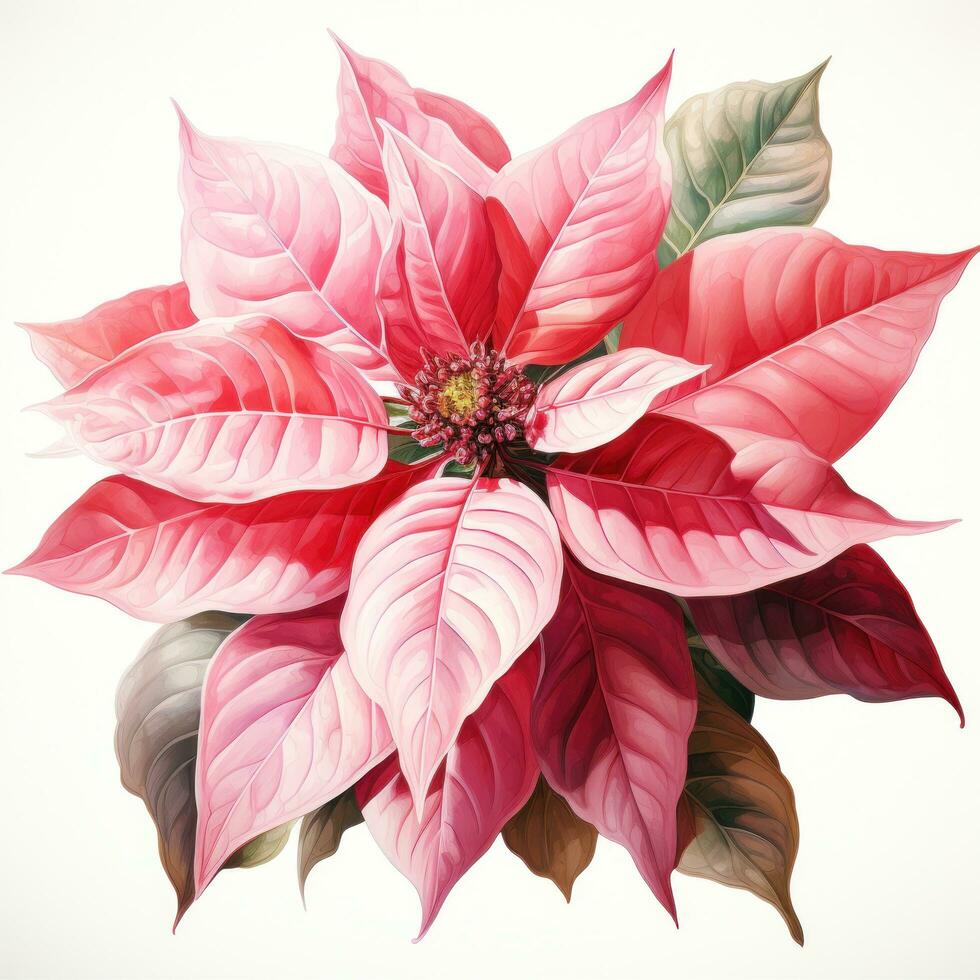 watercolor poinsettia flower isolated photo