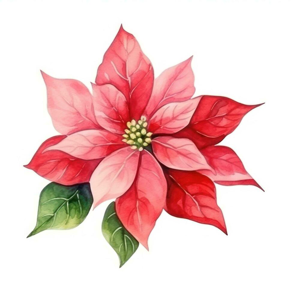 watercolor poinsettia flower isolated photo