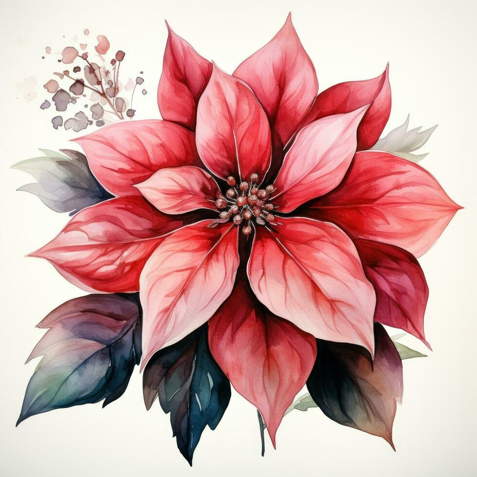 watercolor poinsettia flower isolated photo