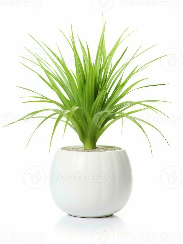 Plant in a pot on white background AI Generative photo