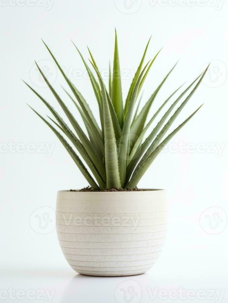 Plant in a pot on white background AI Generative photo