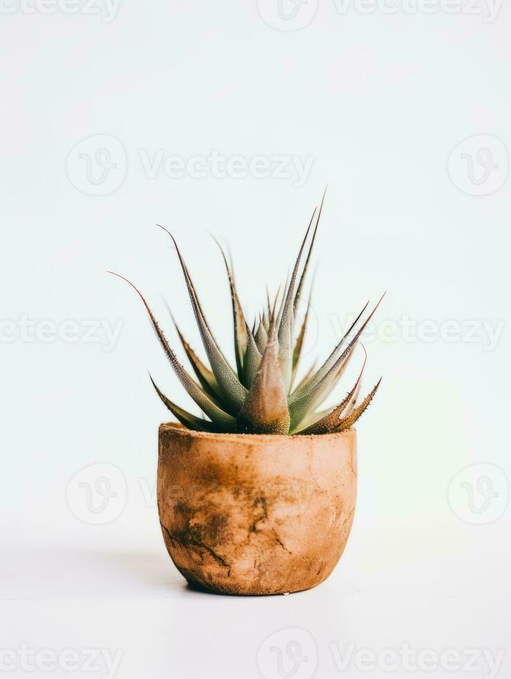 Plant in a pot on white background AI Generative photo