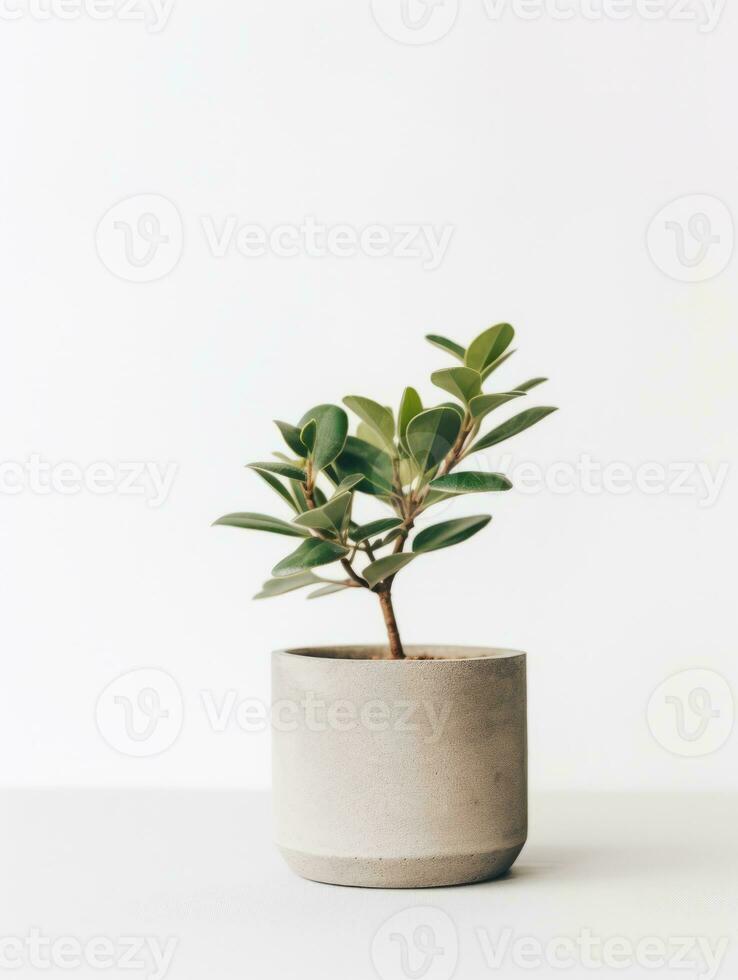 planta en un maceta en blanco antecedentes ai generativo foto