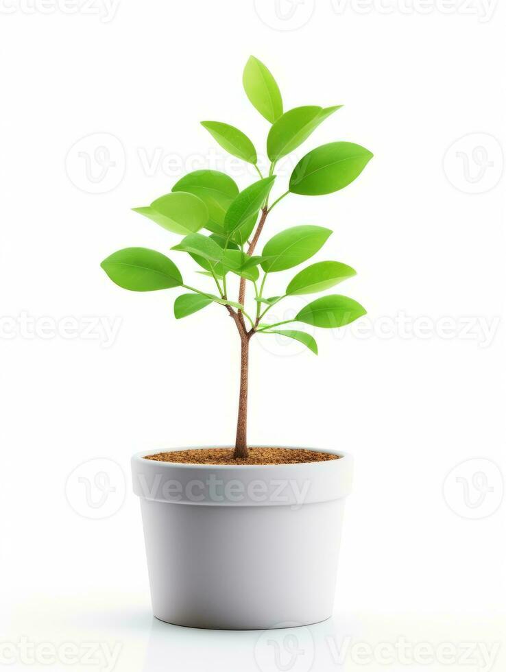 Plant in a pot on white background AI Generative photo