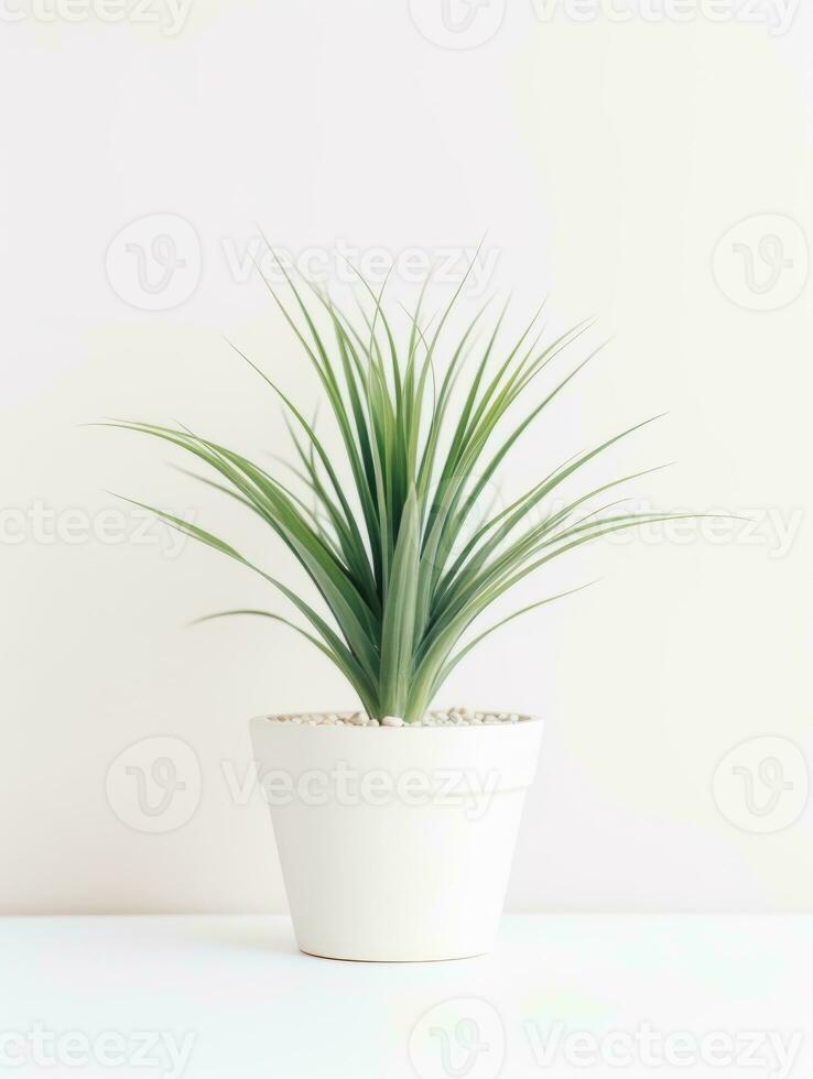 Plant in a pot on white background AI Generative photo