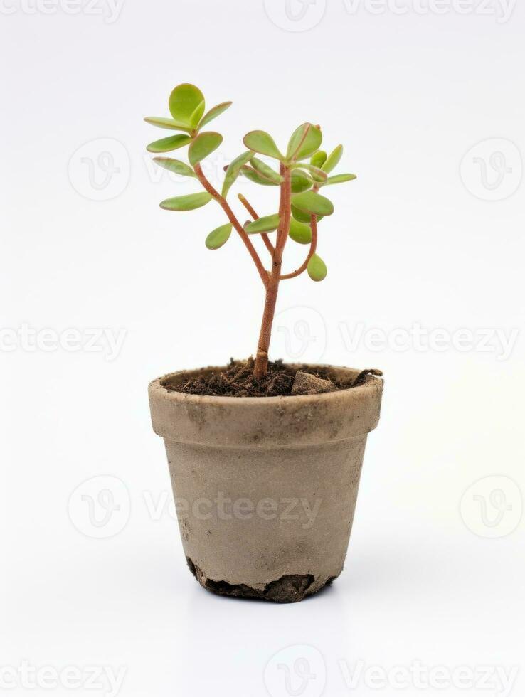 Plant in a pot on white background AI Generative photo