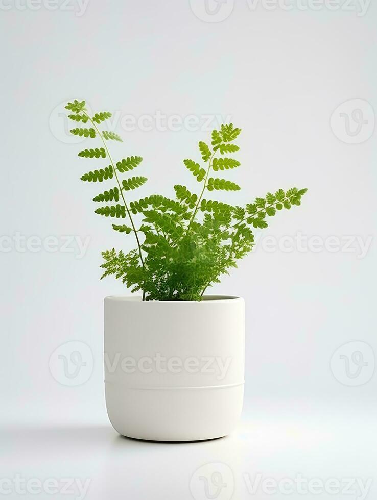 Plant in a pot on white background AI Generative photo