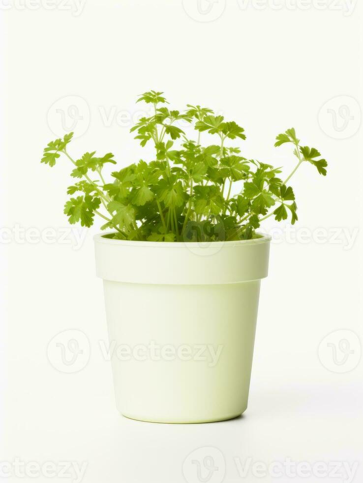 Plant in a pot on white background AI Generative photo