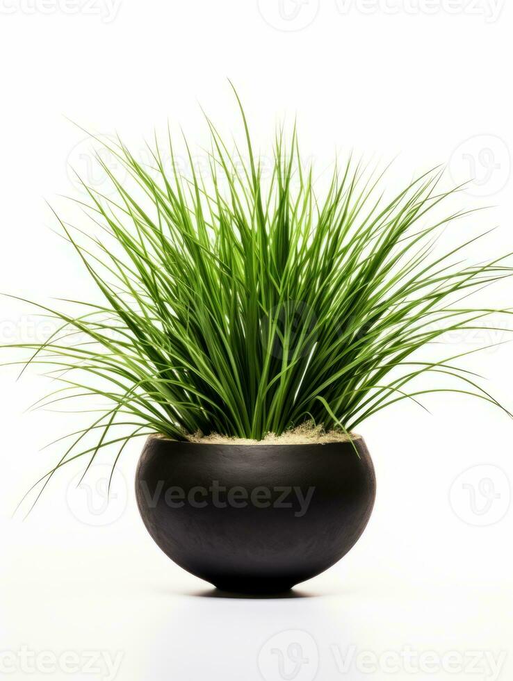 Plant in a pot on white background AI Generative photo