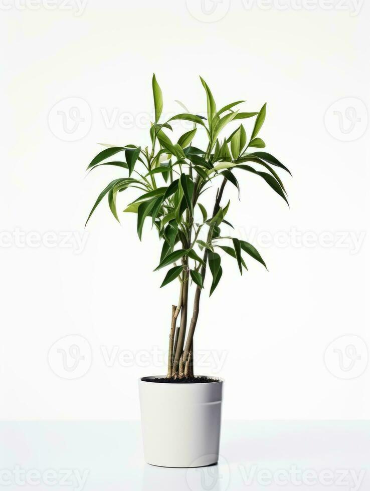 planta en un maceta en blanco antecedentes ai generativo foto