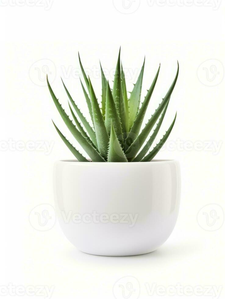 Plant in a pot on white background AI Generative photo