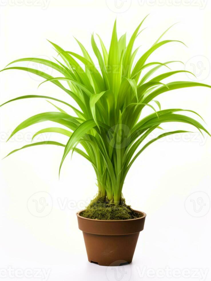 planta en un maceta en blanco antecedentes ai generativo foto