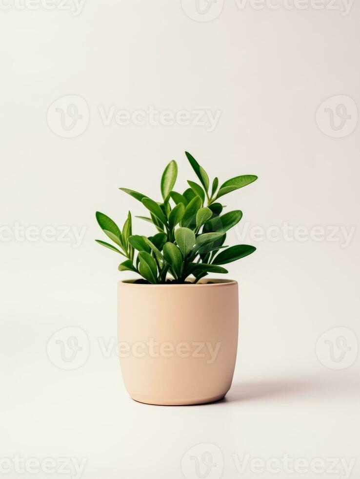 Plant in a pot on white background AI Generative photo