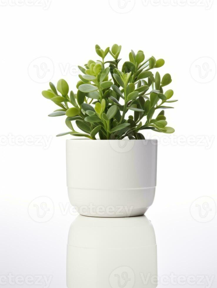 planta en un maceta en blanco antecedentes ai generativo foto