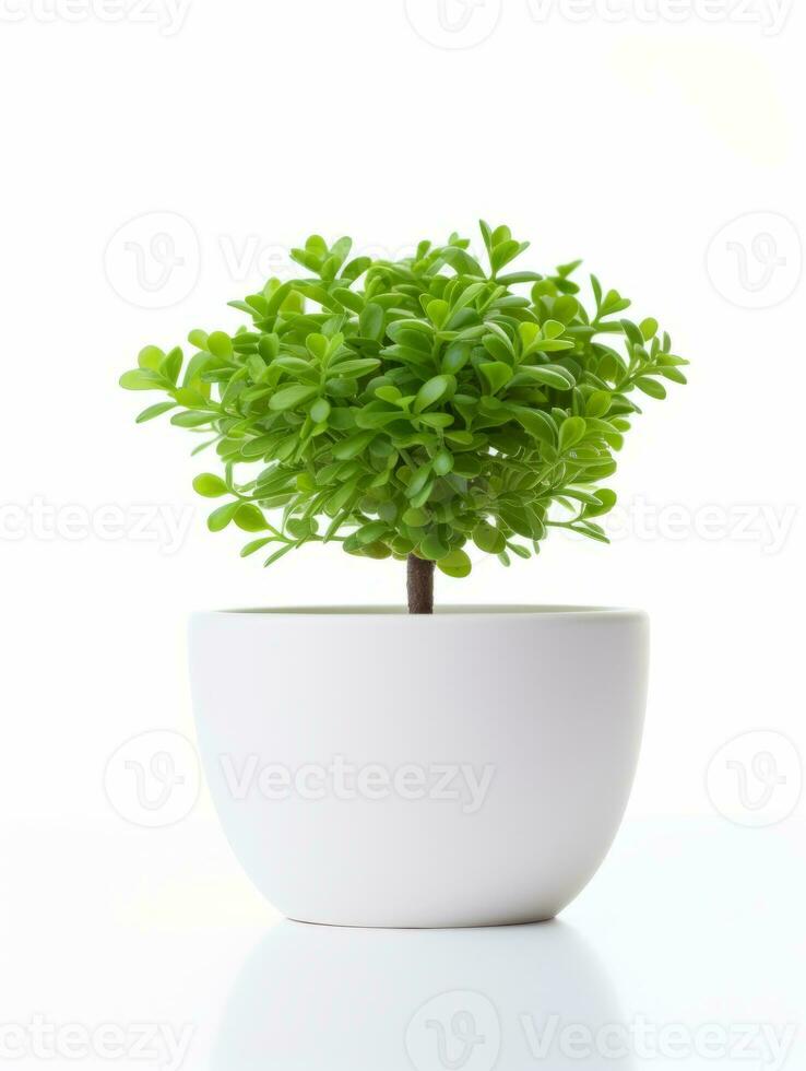 planta en un maceta en blanco antecedentes ai generativo foto