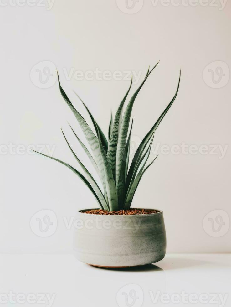 Plant in a pot on white background AI Generative photo