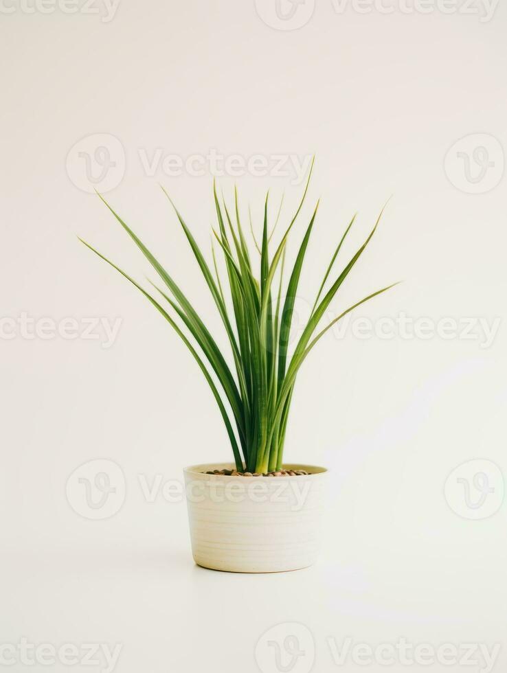 planta en un maceta en blanco antecedentes ai generativo foto