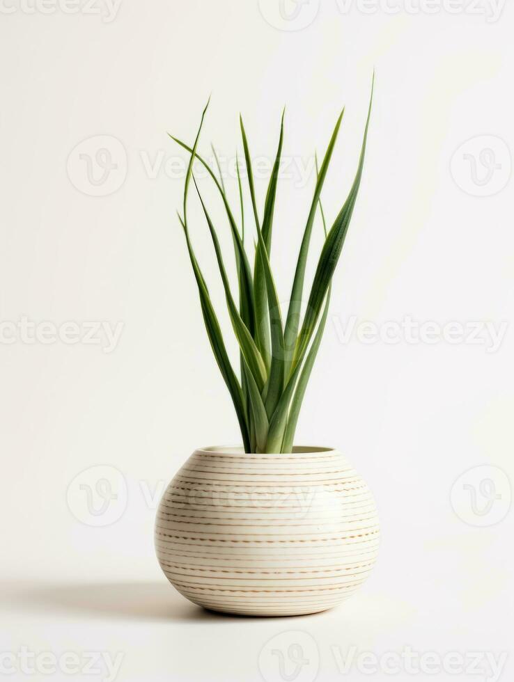 Plant in a pot on white background AI Generative photo