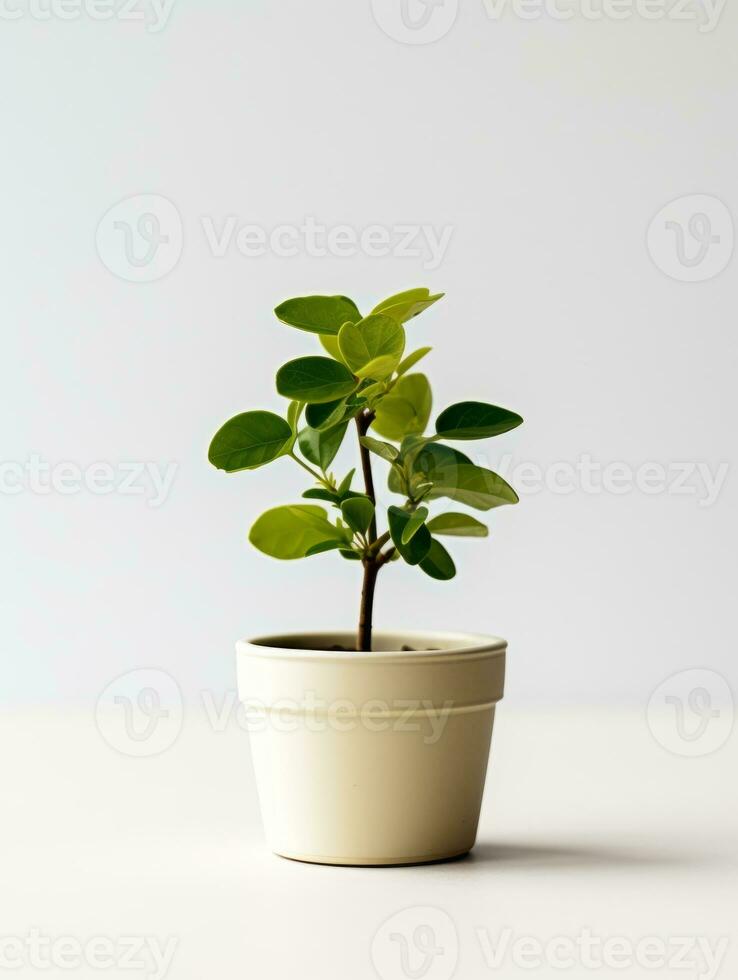 planta en un maceta en blanco antecedentes ai generativo foto