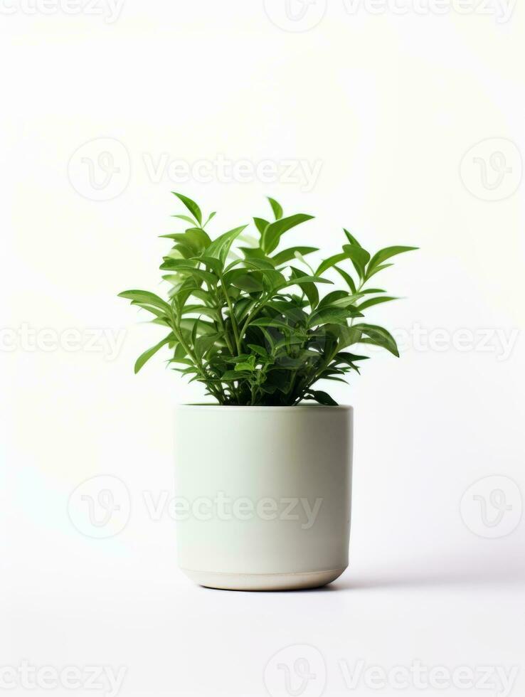 Plant in a pot on white background AI Generative photo