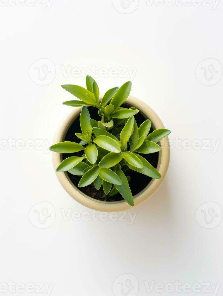 Plant in a pot on white background AI Generative photo