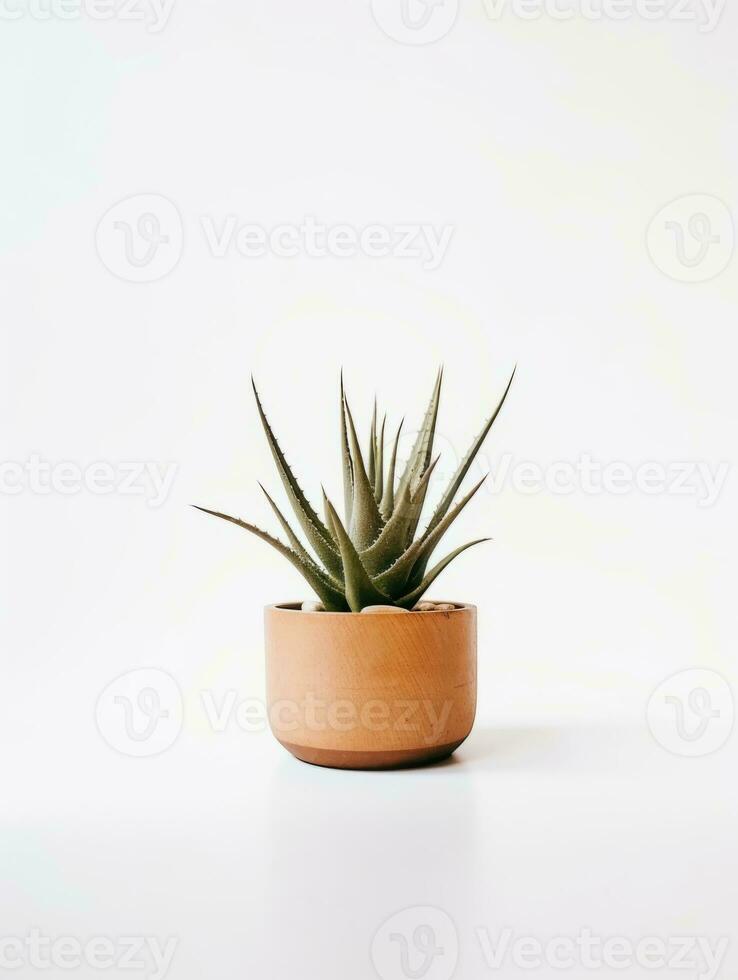 Plant in a pot on white background AI Generative photo