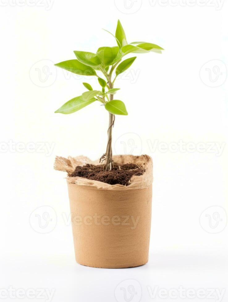 planta en un maceta en blanco antecedentes ai generativo foto