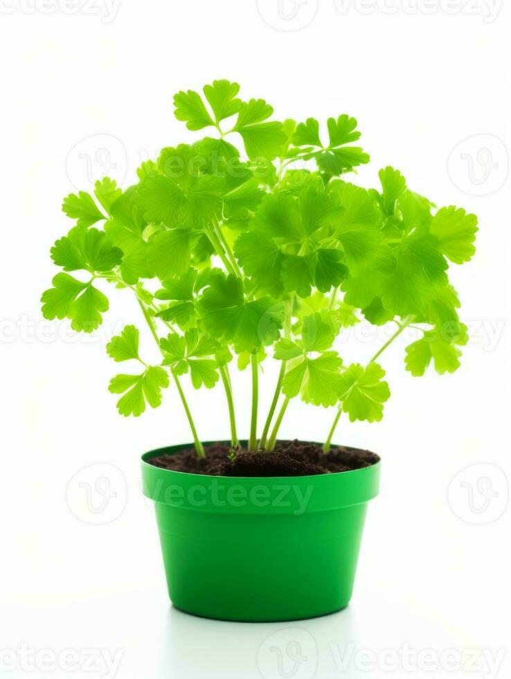 Plant in a pot on white background AI Generative photo