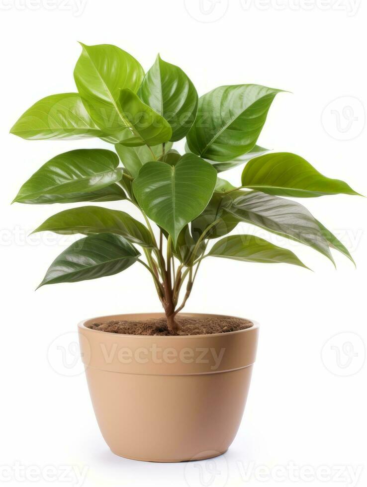 Plant in a pot on white background AI Generative photo