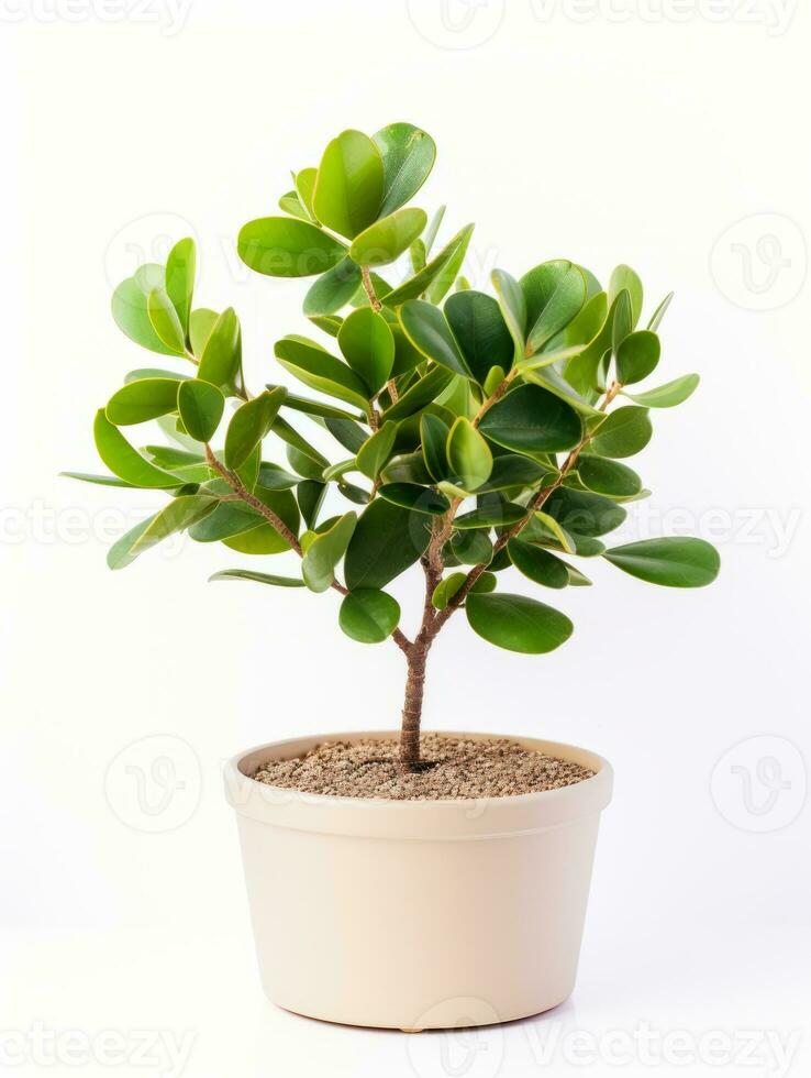 Plant in a pot on white background AI Generative photo