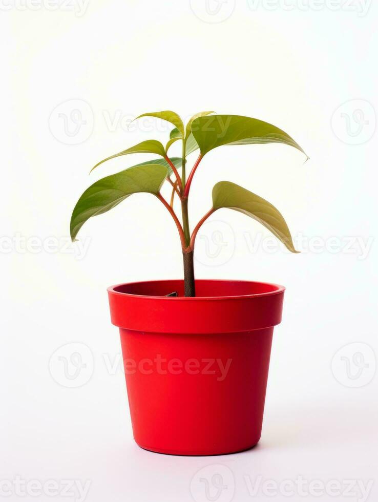 planta en un maceta en blanco antecedentes ai generativo foto