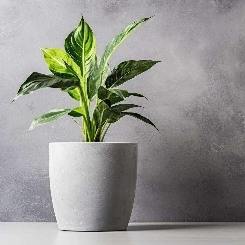 Plant in a pot on white background AI Generative photo