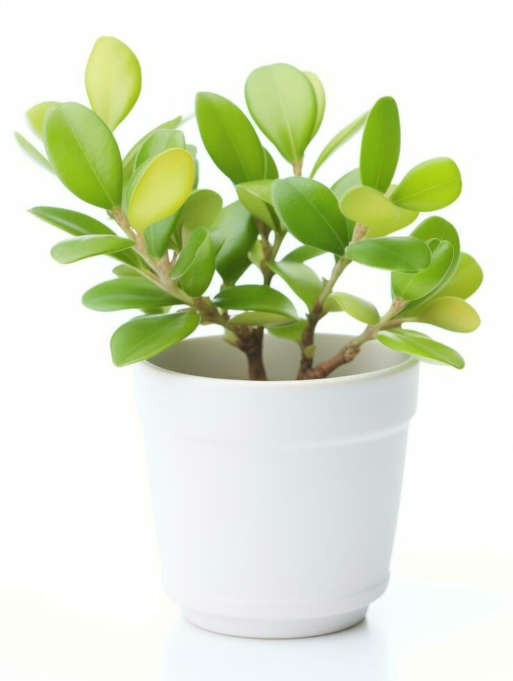 Plant in a pot on white background AI Generative photo