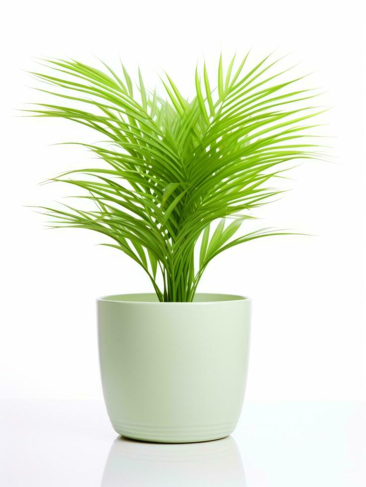 Plant in a pot on white background AI Generative photo