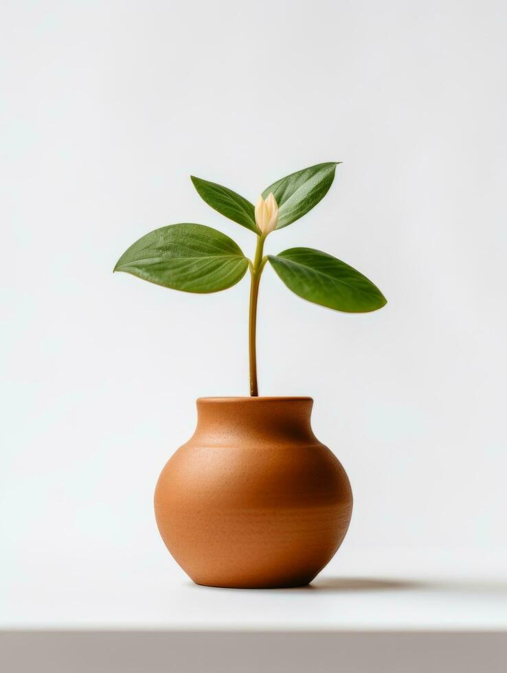 Plant in a pot on white background AI Generative photo