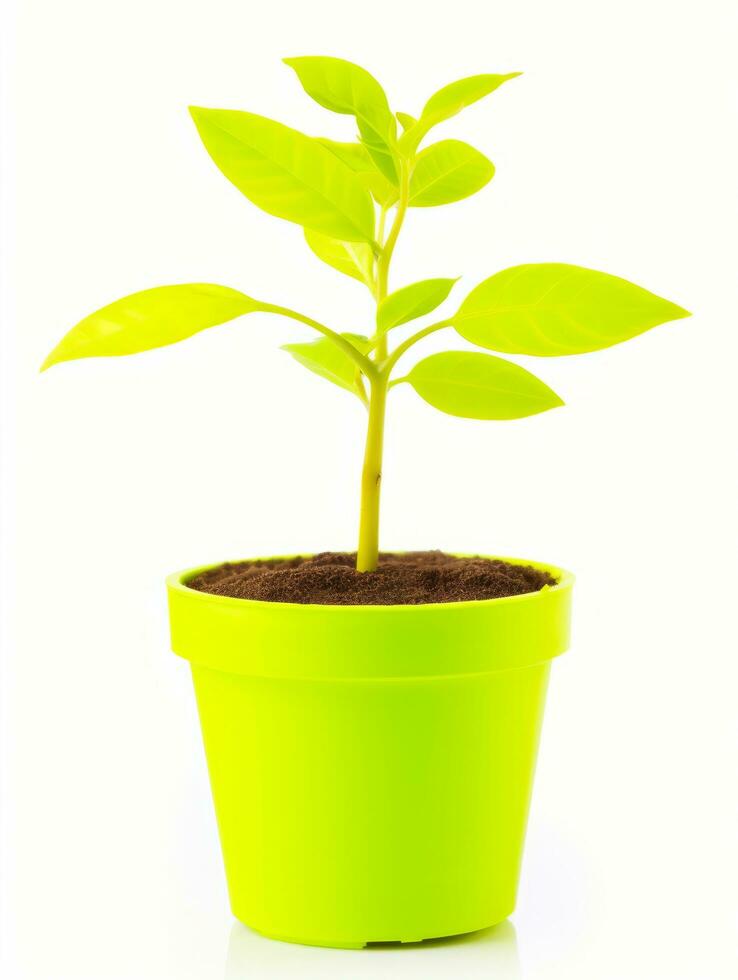 Plant in a pot on white background AI Generative photo